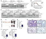 CD25 Antibody in Flow Cytometry (Flow)