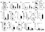 CD25 Antibody in Flow Cytometry (Flow)