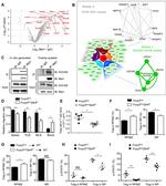 FOXP3 Antibody in Flow Cytometry (Flow)