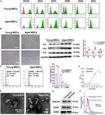 CD44 Antibody in Flow Cytometry (Flow)