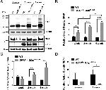 CD44 Antibody in Western Blot (WB)