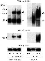 CD44 Antibody in Western Blot (WB)