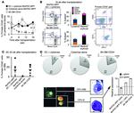 CD45 Antibody in Flow Cytometry (Flow)