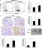 CD3e Antibody in Flow Cytometry (Flow)