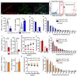 Ki-67 Antibody in Flow Cytometry (Flow)