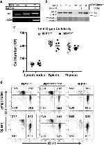 CD45 Antibody in Flow Cytometry (Flow)