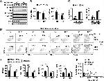 CD19 Antibody in Flow Cytometry (Flow)