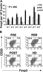 FOXP3 Antibody in Flow Cytometry (Flow)