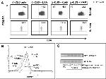 FOXP3 Antibody in Western Blot, Flow Cytometry (WB, Flow)