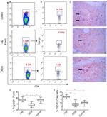 FOXP3 Antibody in Flow Cytometry (Flow)