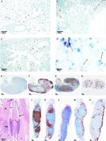 MHC Class II (I-A/I-E) Antibody in Immunohistochemistry (IHC)