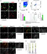 Ki-67 Antibody in Flow Cytometry (Flow)