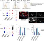 Ki-67 Antibody in Immunocytochemistry (ICC/IF)