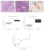 FOXP3 Antibody in Immunohistochemistry (IHC)