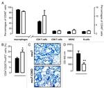 FOXP3 Antibody in Immunohistochemistry, Immunohistochemistry (Frozen) (IHC, IHC (F))