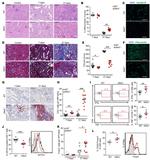 FOXP3 Antibody in Immunohistochemistry, Flow Cytometry (IHC, Flow)