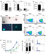 CD117 (c-Kit) Antibody in Flow Cytometry (Flow)