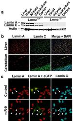 Lamin A/C Antibody in Western Blot (WB)