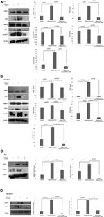 Cyclin D1 Antibody in Western Blot (WB)