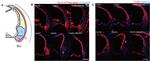 Connexin 26 Antibody in Immunohistochemistry (PFA fixed) (IHC (PFA))