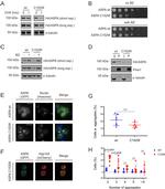 alpha Tubulin Antibody in Western Blot (WB)