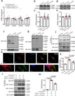 Phospholamban Antibody in Immunoprecipitation (IP)