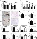 NCoR1 Antibody