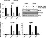 VDR Antibody