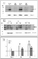 HIF1A Antibody