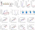 CD3e Antibody in Flow Cytometry (Flow)