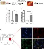 CD3 Antibody in Flow Cytometry (Flow)