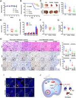 CD3 Antibody in Immunocytochemistry, Immunohistochemistry (Paraffin) (ICC/IF, IHC (P))