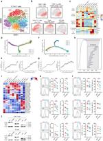 CD3 Antibody in Flow Cytometry (Flow)