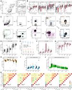 CD3 Antibody in Flow Cytometry (Flow)