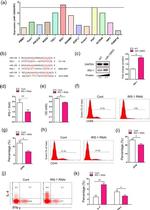 IFN gamma Antibody in Flow Cytometry (Flow)