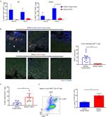 FOXP3 Antibody in Flow Cytometry (Flow)