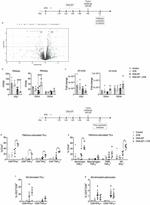 IFN gamma Antibody in Flow Cytometry (Flow)