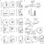 CD11b Antibody in Flow Cytometry (Flow)