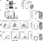 CD44 Antibody in Flow Cytometry (Flow)