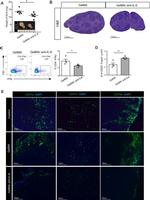 CD25 Antibody in Flow Cytometry (Flow)