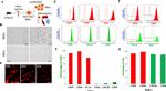 CD29 (Integrin beta 1) Antibody in Immunohistochemistry, Flow Cytometry (IHC, Flow)