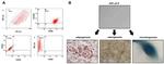 CD44 Antibody in Flow Cytometry (Flow)