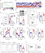 CD44 Antibody in Flow Cytometry (Flow)