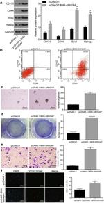 CD44 Antibody in Flow Cytometry (Flow)