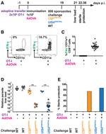 IFN gamma Antibody in Flow Cytometry (Flow)