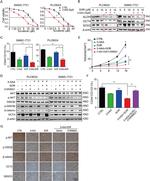 CD44 Antibody in Flow Cytometry (Flow)