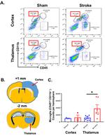 CD45 Antibody in Flow Cytometry (Flow)