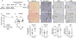 CD45R (B220) Antibody in Immunohistochemistry (IHC)