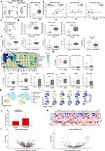 CD45 Antibody in Flow Cytometry (Flow)