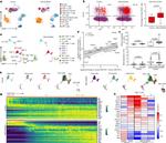 CD45 Antibody in Flow Cytometry (Flow)